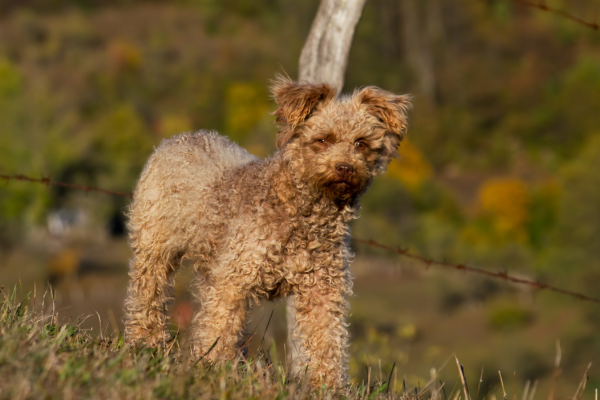 Pumi: Kučeravý pastier s veselou povahou