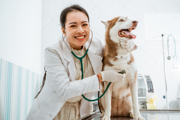 Ako predchádzať najčastejším zdravotným problémom psov?