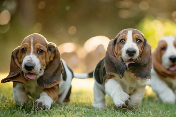 Baset : povaha, špecifiká chovu a rady pre majiteľov