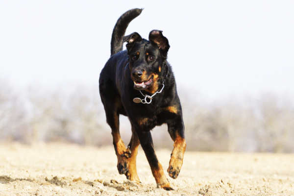 Beauceron - kompletný prehľad o plemene