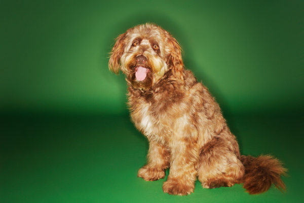Vydrár (Otterhound) - Kompletný prehľad plemena