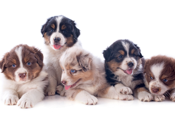 Párenie psa a fenky: Chov šteniat s PP. Čo všetko potrebujete vedieť?