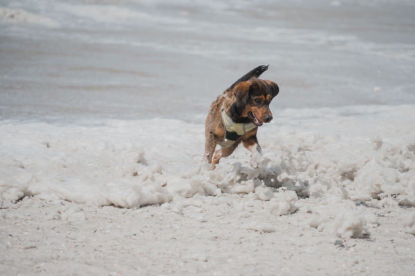Doma ticho, v lese nezastaviteľný: Tirolský durič v kocke