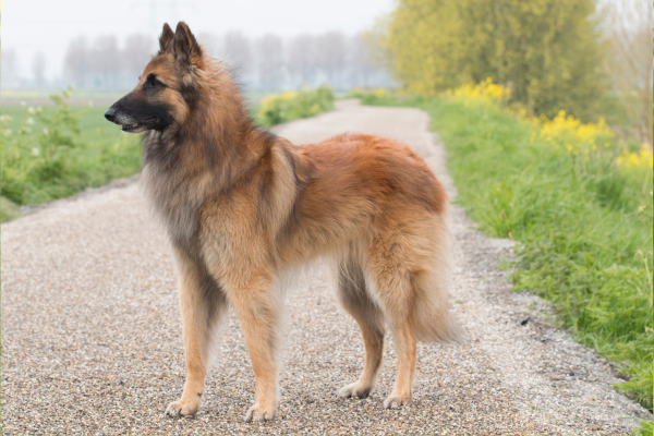 Tervuren – pastiersky pes, ktorý sa nikdy nenudí