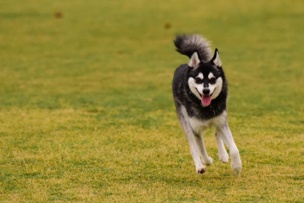Aljašský Klee Kai – keď milujete huskyho, ale bývate v byte