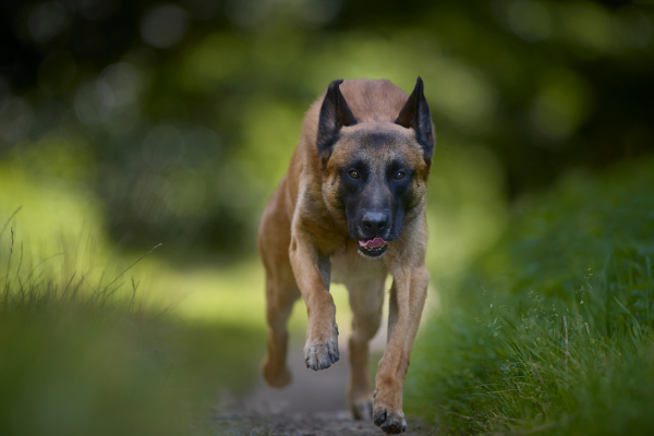 Belgický malinois: raketa na štyroch nohách