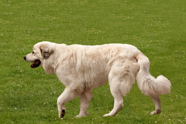 Francúzsky Pyrenejský stavač - elegantný a jemný lovec