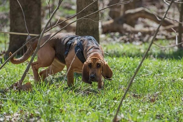 Bloodhound : jeho povaha a tipy pre chov
