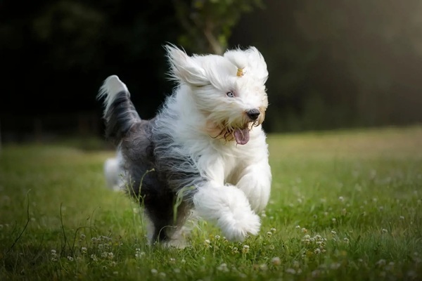 Bobtail : srsť, povaha a tipy na chov veľkého psa