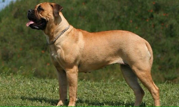 Bullmastiff - kompletný prehľad o plemene