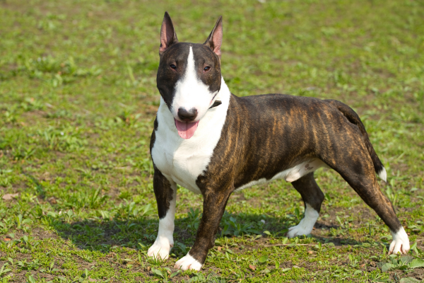 Anglický bullterrier - kŕmenie, chov a výcvik