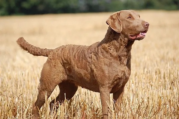 Chesapeake Bay retriever - chov a zdravie