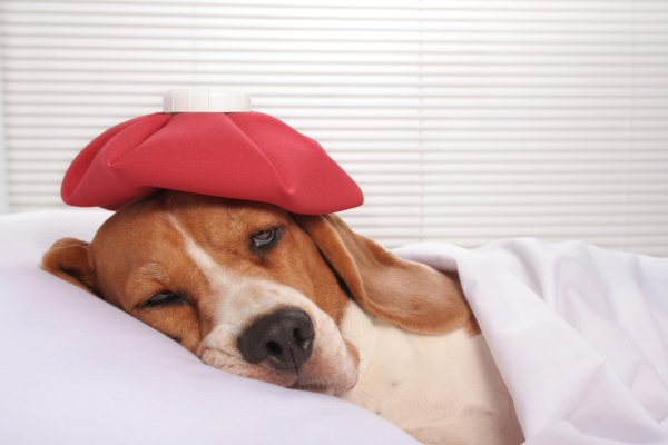 Keď sa pes motá a stráca rovnováhu: Môže ísť o vestibulárny syndróm