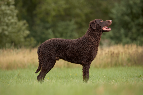 Curlycoated retriever - jeho povaha, chov a zdravie