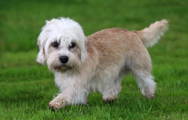 Dandie Dinmont teriér : malý pes s veľkým sebavedomím a jemným srdcom