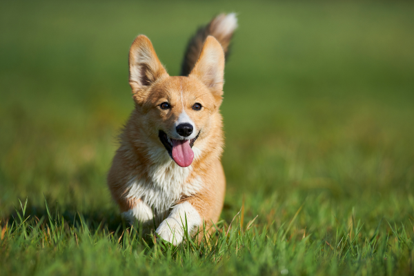 Veselý, tvrdohlavý, energický: Welsh Corgi