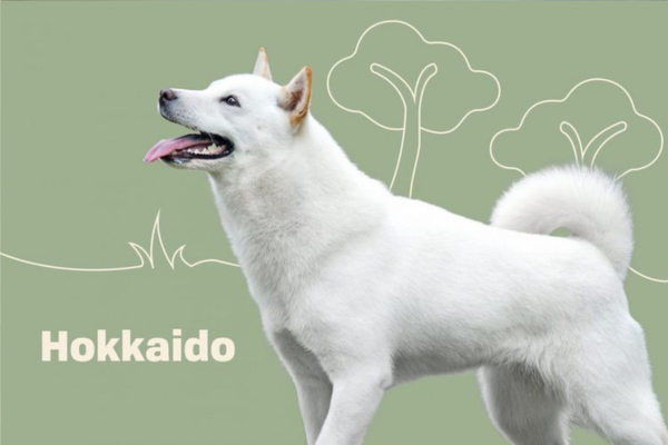 Hokkaido-ken - kompletný prehľad o plemene