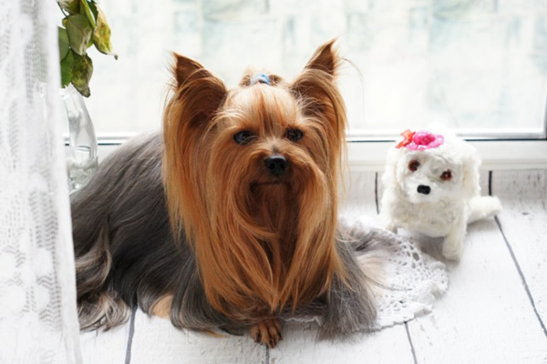 Yorkshire terrier - kompletný prehľad o plemene