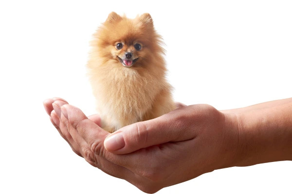 NAJ zo sveta psov: najkrajšie či najškaredšie, najmenšie, najväčšie aj najdrahšie plemená sveta 🐾