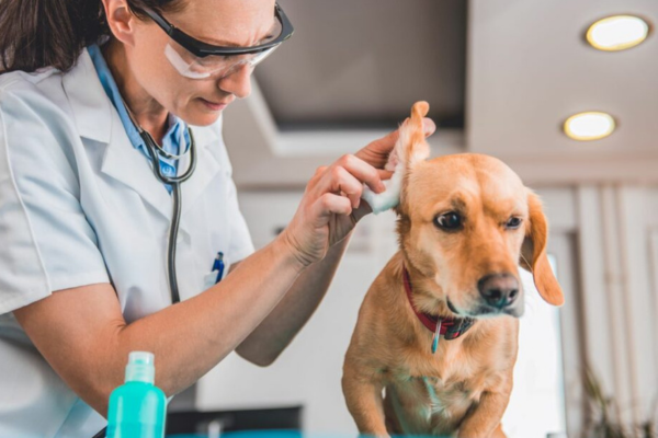 Starostlivosť o psie uši: ako ich správne čistiť a predchádzať infekciám