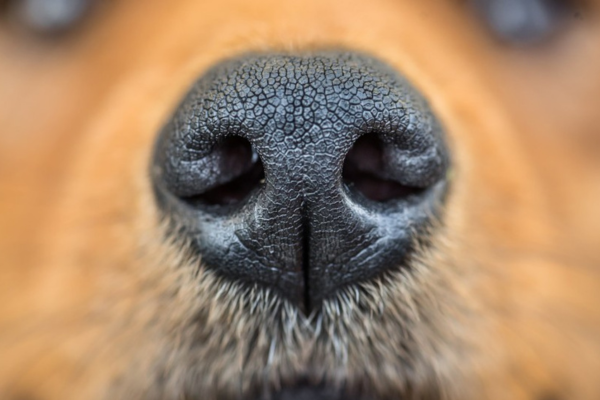 Starostlivosť o psí ňufák: ako riešiť suchosť, podráždenie a praskliny