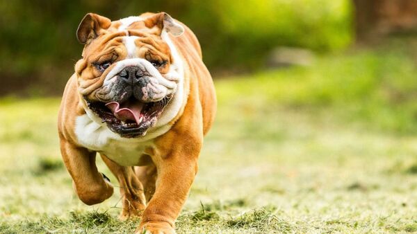 Pes Bulldog - kompletný prehľad o plemene