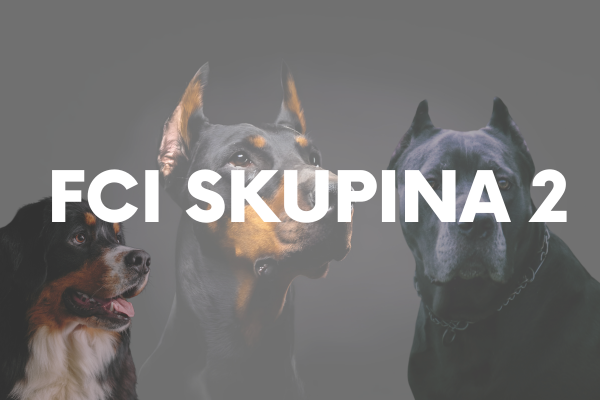 FCI Skupina 2 : Pinče, bradáče, molosoidy a švajčiarske salašnícke psy