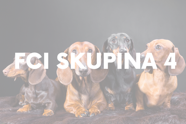 FCI Skupina 4: Jazvečíky – malí hrdinovia s veľkým srdcom