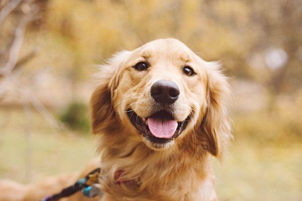 Zlatý retriever - výživa, výcvik a zdravie