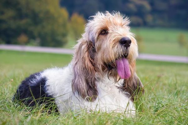 Veľký hrubosrstý vendéensky basset - jeho chov a zdravie