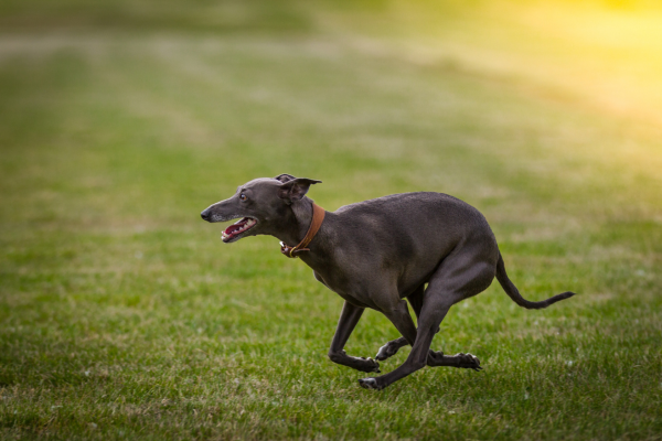 Greyhound - jeho povaha, starostlivosť a zdravie
