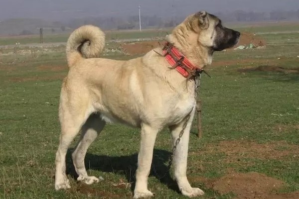 Kangal : povaha a tipy pre chov veľkého psa