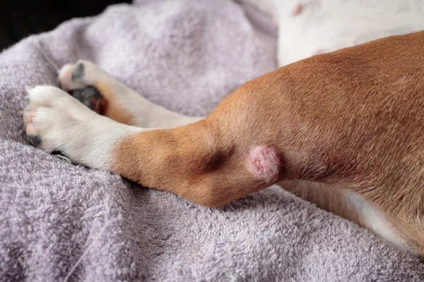 🐾 Kožné ochorenia u psov: Ako spoznať, čo psa trápi - a ako mu účinne pomôcť?