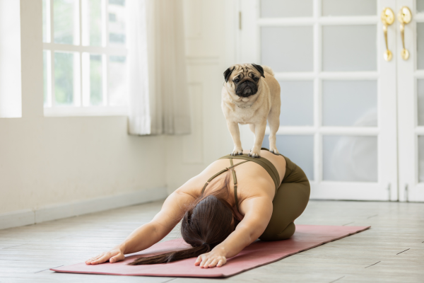 Spoločný dych, pokoj a pohyb: Jóga pre psov ako cesta k zenu