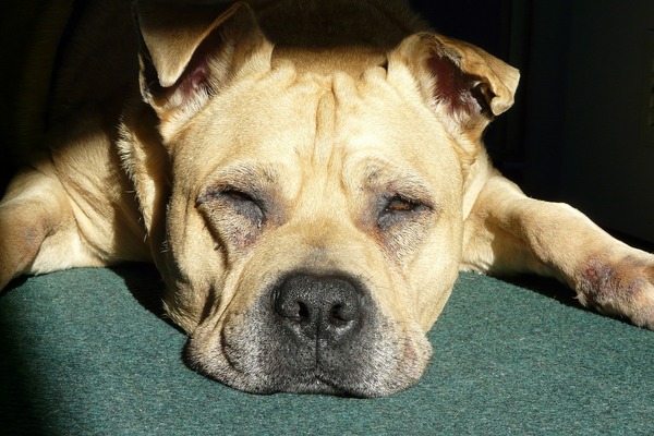 Choroby psov: Ako spoznať, že niečo nie je v poriadku?