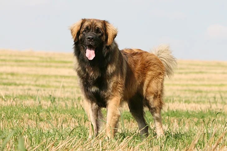 Leonberger - náročnosť, kŕmenie a zdravie