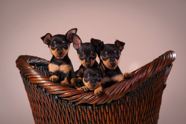 🐾 Malé plemená psov: Schováte ich do vrecka, ale hlasom prehlušia aj autoalarm 🐶🔔