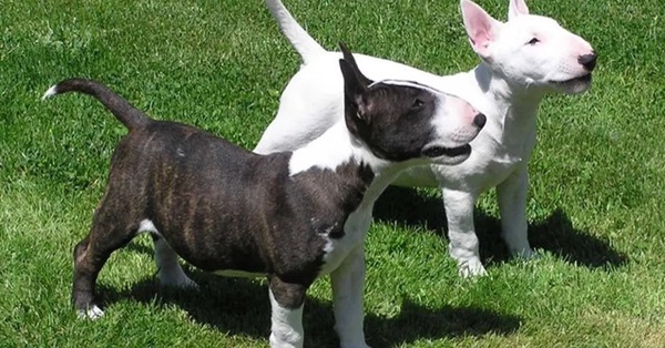 Anglický miniatúrny bullterrier - kompletný prehľad o plemene
