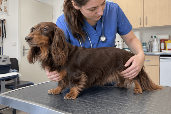 Mliečne žľazy u psa: Prečo sú u fenky zdurené a kedy ísť k veterinárovi?