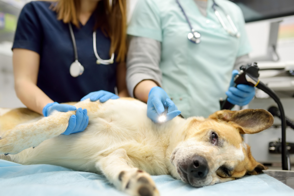Kastrácia a sterilizácia psa: Čo čakať pred, počas aj po zákroku