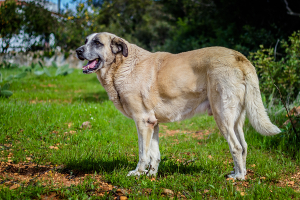 Alentejský mastiff - kŕmenie, výcvik a chov
