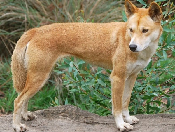 Dingo - kompletný prehľad o plemene