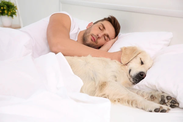 Nočná zmena v perinách: Prečo pes hrabe v pelechu a miluje spánok pod dekou?