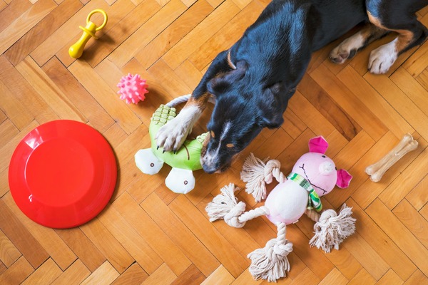 Ako vybrať tú správnu hračku pre Vášho psa ?