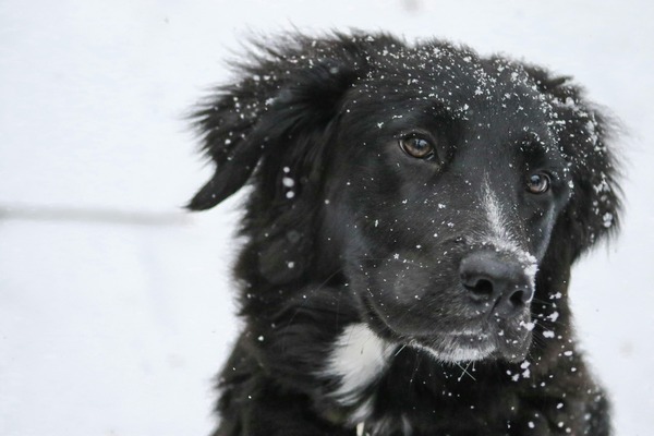Ako sa starať o vášho psíka v zime?