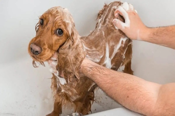 Pes má blchy! Ako sa ich účinne zbaviť?