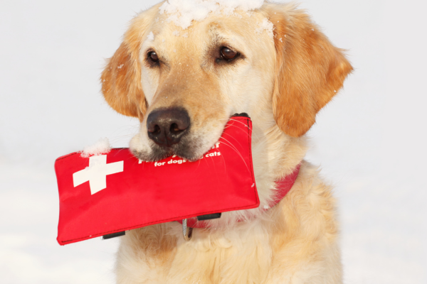 Prvá pomoc pre psa: Záchrana života v krízovej situácii