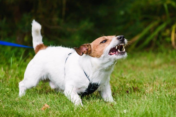 Čo je reaktívny pes a ako s ním pracovať?