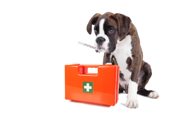 Leptospiróza u psov: Ako ju rozpoznať a liečiť?