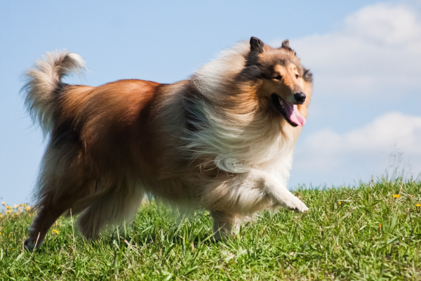 Dlhosrstá kólia - výcvik, kŕmenie a povaha